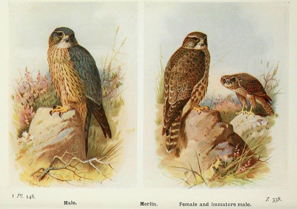 n498_w1150 from Birds of the British Isles and Their Eggs, London, F. Warne 1919 by BioDivLibrary is marked with CC PDM 1.0